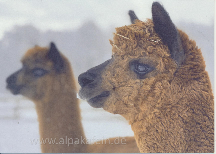 Postkarte Winter - Carlos & Don