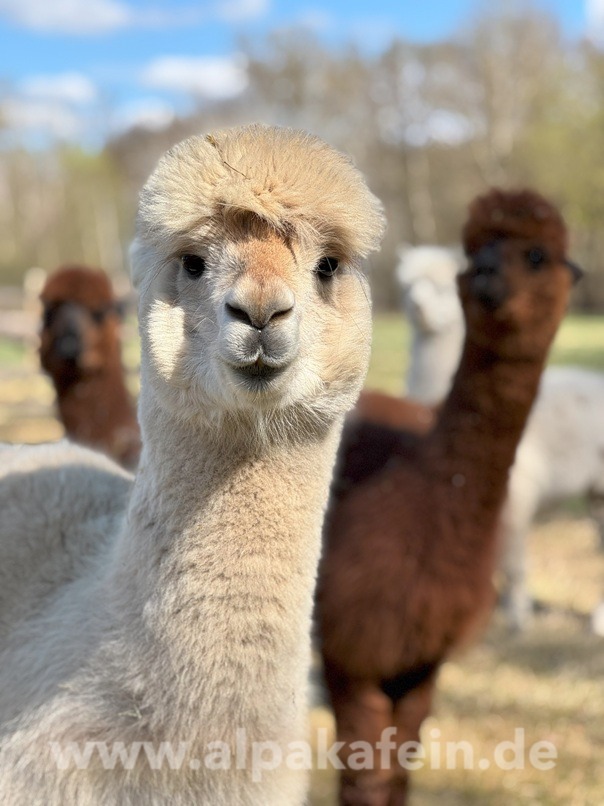 Postkarte Frühjahr - Sindbad und Freunde